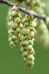 Haagbeuk, bloeiwijze R0919